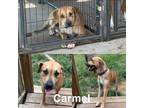 Adopt Carmel a Mixed Breed