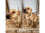 Adopt Arlo a Mixed Breed