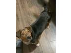 Adopt Mr Rucker Beagleston (in foster) a Beagle, Basset Hound