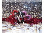 Boston Terrier PUPPY FOR SALE ADN-534301 - Princess Chloes Litter