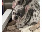 French Bulldog PUPPY FOR SALE ADN-534031 - Merle frenchie