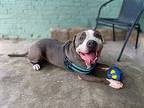 Winston American Pit Bull Terrier Adult Male