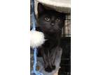 Adopt Willow a All Black Domestic Shorthair (short coat) cat in Cayuga