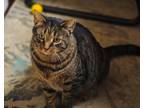 Adopt Bodger a Tiger Striped Domestic Shorthair (short coat) cat in Cayuga