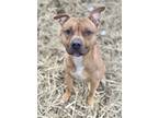 Adopt Draco a Brown/Chocolate American Pit Bull Terrier / Mixed dog in Anderson