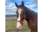 Adopt Van Pelt A Grade / Mixed Horse In Quakertown, PA (37032839)