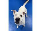 Adopt Snow White a White American Pit Bull Terrier / Mixed dog in Lancaster