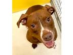 Adopt Coco Chanel 53134 a Red/Golden/Orange/Chestnut - with White American Pit