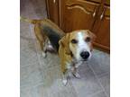 Adopt Walker a Tricolor (Tan/Brown & Black & White) Treeing Walker Coonhound /