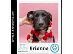 Adopt Brianna 011423 a Black - with White Labrador Retriever / Blue Heeler dog
