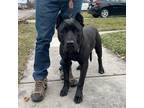 Adopt Dassy a Black Pit Bull Terrier / Mixed dog in Detroit, MI (37030751)