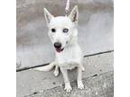 Adopt Nocturna a White Husky / Mixed dog in Detroit, MI (37030742)