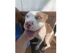 Adopt Sushi a Tan/Yellow/Fawn - with White American Pit Bull Terrier / Mixed dog