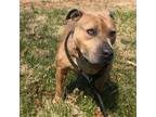 Adopt Stetson a American Staffordshire Terrier / Terrier (Unknown Type