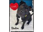 Adopt BOSTON a Black - with White Terrier (Unknown Type, Medium) / Pit Bull