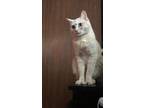 Adopt Clark a Orange or Red Tabby Polydactyl/Hemingway / Mixed (medium coat) cat