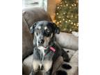 Adopt Cain a Gray/Blue/Silver/Salt & Pepper Catahoula Leopard Dog / Mixed dog in