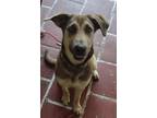 Adopt Bella a Brown/Chocolate - with Tan German Shepherd Dog / Labrador