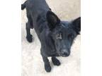 Adopt Gabriel a Black German Shepherd Dog / Golden Retriever / Mixed dog in