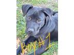 Adopt Brownie a Black Labrador Retriever / Boxer / Mixed dog in Waxahachie