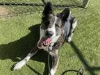 Adopt BLITZEN a Brindle - with White Akita / Mixed dog in Phoenix, AZ (37026325)