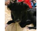 Adopt Winry a Black - with White Border Collie / Labrador Retriever / Mixed dog