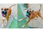 Adopt Cinnamon a Red/Golden/Orange/Chestnut - with White Boxer / Pit Bull