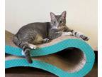 Adopt ROSWELL a Abyssinian, Domestic Short Hair