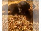 Labrador Retriever PUPPY FOR SALE ADN-534604 - 4 beautiful AKC registered female
