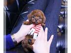 Poodle (Toy) PUPPY FOR SALE ADN-534698 - Teacup Poodles