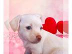 Chorkie PUPPY FOR SALE ADN-534650 - The Perfect Valentine