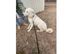 Adopt Chello a Great Pyrenees