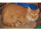 Adopt Flare a Exotic Shorthair