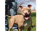 Adopt Pebbles a American Staffordshire Terrier