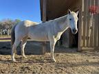 Gray mare looking for friends