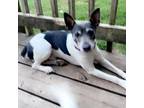 Adopt Blue Lagoon Pancake a Black Rat Terrier / Mixed dog in Mission