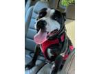 Adopt Blake a Brindle - with White Pit Bull Terrier / Mixed Breed (Large) /