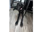 Adopt Bella a Black - with White Great Dane / Mixed dog in Phoenix
