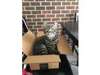 Adopt Buddy a Brown Tabby American Shorthair / Mixed (short coat) cat in