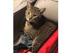 Adopt Oliver a Gray, Blue or Silver Tabby Ocicat / Mixed (short coat) cat in