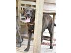 Adopt Scout (Trinity) a Brindle Plott Hound dog in Brewster, NY (37041581)
