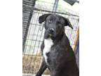 Adopt Alfie (Trinity) a Brindle Labrador Retriever / Plott Hound dog in