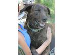 Adopt Hercules (Trinity) a Brindle Plott Hound dog in Brewster, NY (37041558)