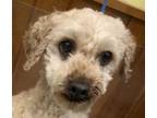 Adopt Jacque the poodle a Tan/Yellow/Fawn Miniature Poodle / Mixed dog in