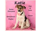 Adopt Katie a Beagle / Akita / Mixed dog in Aurora, CO (37039999)