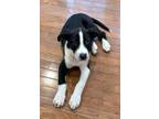 Adopt Libby a Black - with White Border Collie / Mixed Breed (Medium) / Mixed