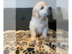 Great Pyrenees PUPPY FOR SALE ADN-535441 - Great Pyrenees Puppies