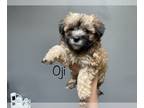 Maltese-Poodle (Toy) Mix PUPPY FOR SALE ADN-535302 - MALTIPOO