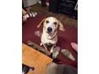 Adopt Brucey a White - with Tan, Yellow or Fawn Beagle / Mixed dog in Newport