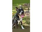 Adopt Marshmellow a Black - with White American Pit Bull Terrier / Mixed dog in